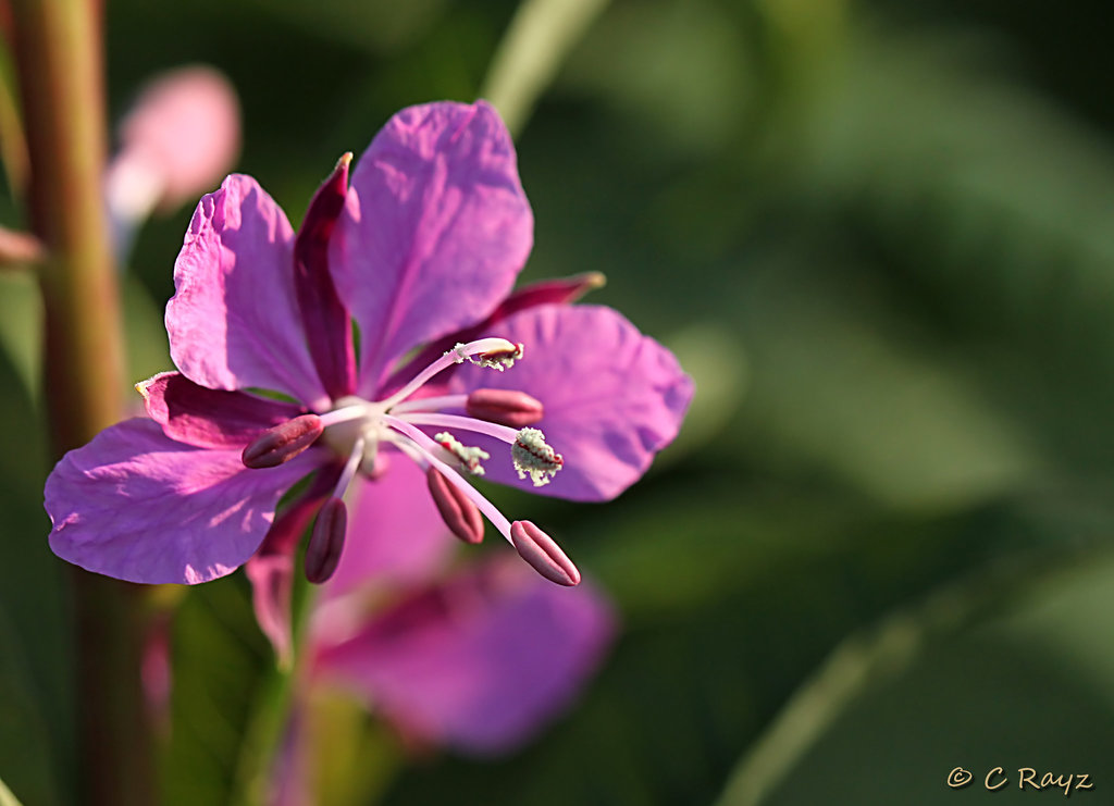 Rosebay Willowherb