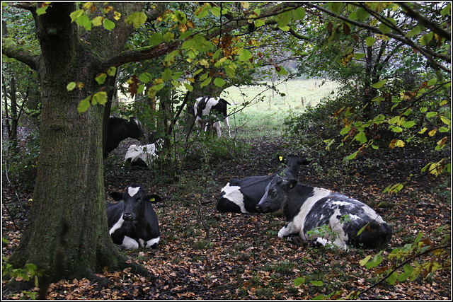 Woodland Cows