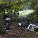 Woodland Cows