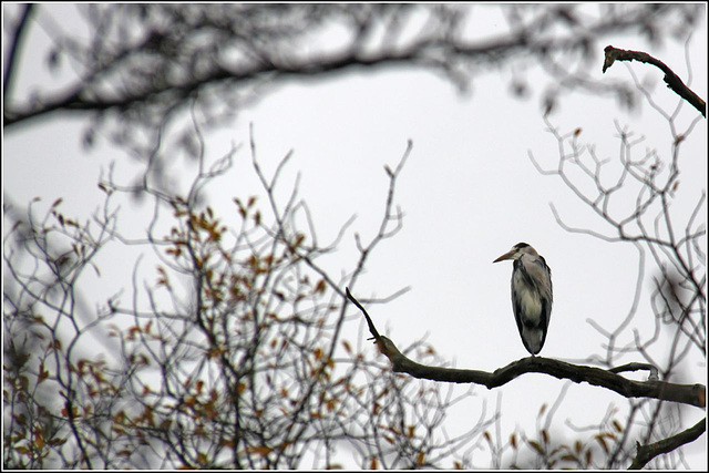 Heron on a branch