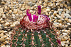 Melocactus Conoideus – New York Botanical Garden, New York, New York