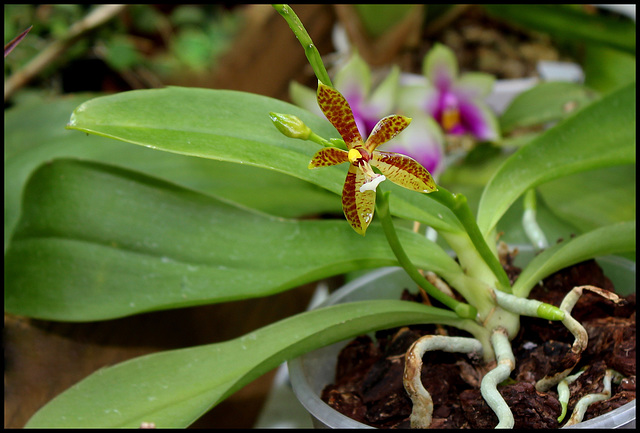 Phalaenopsis cornu-cervi (8)