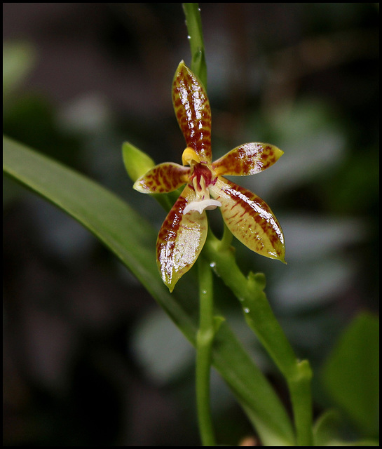 Phalaenopsis cornu-cervi