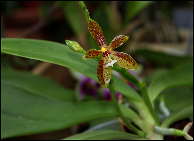 Phalaenopsis cornu-cervi (9)