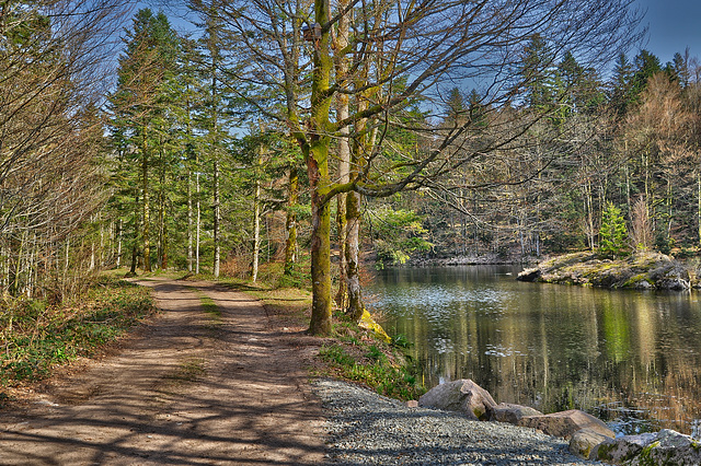 BALLON D'ALSACE: Etang des roseaux:.