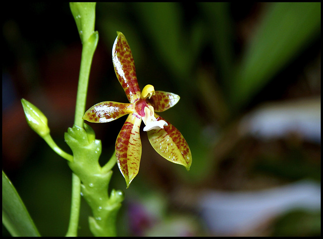 Phalaenopsis cornu-cervi (4)