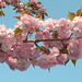 BELFORT: Fleur de cerisiers