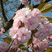 BELFORT: Fleur de cerisiers
