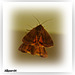 PAPILLON