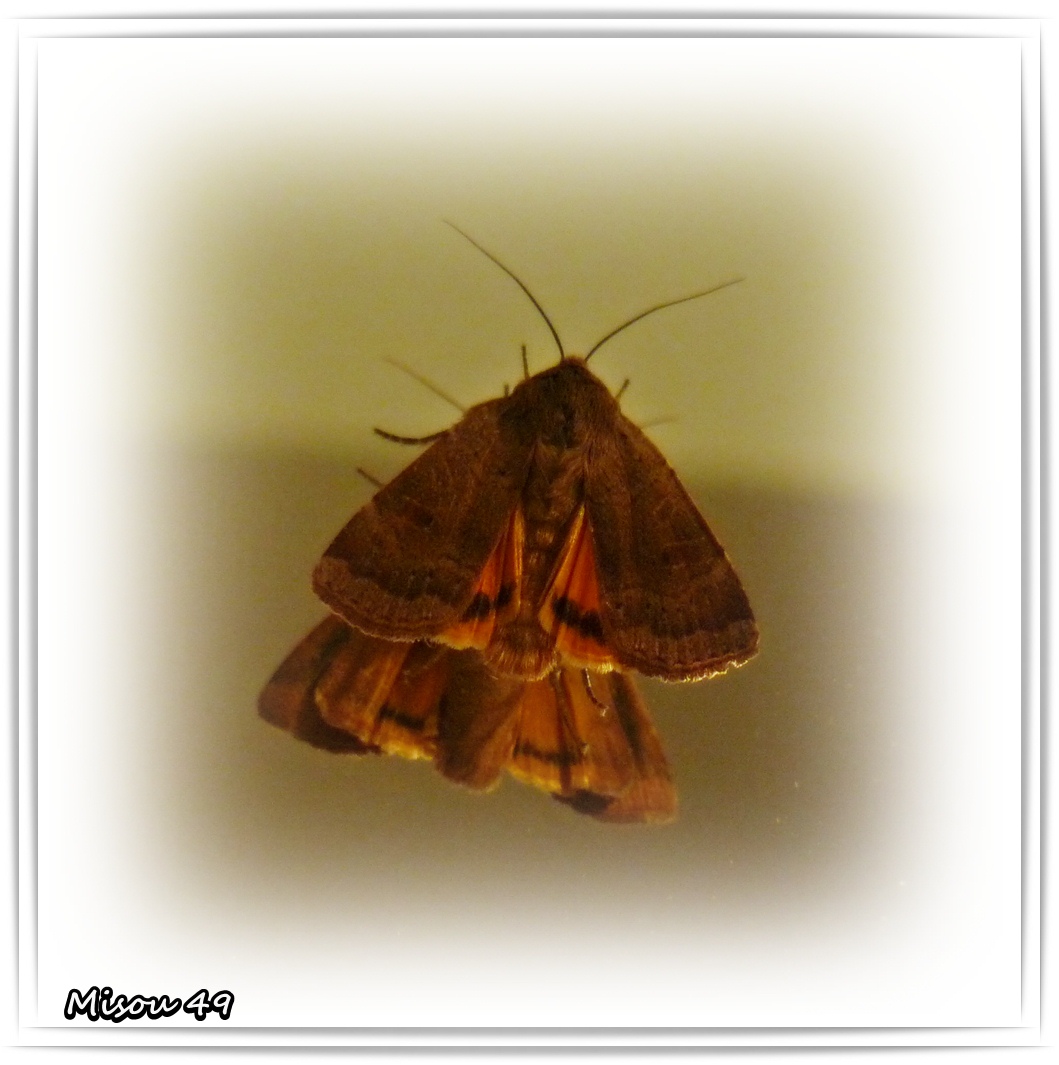 PAPILLON