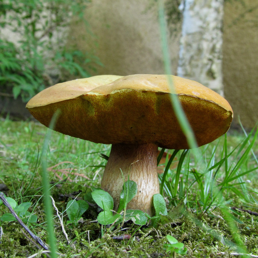 Der Pilz