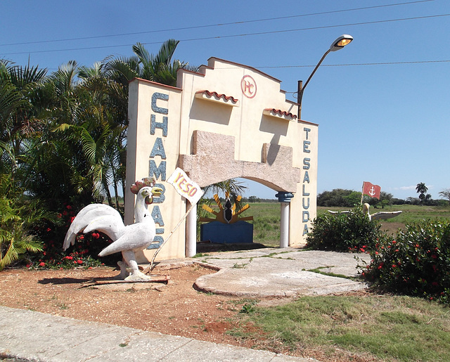 Uno gall0 te saluda ! Un coq gaulois vous salue !  White rooster's greetings.