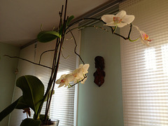 orquídea casolana 5