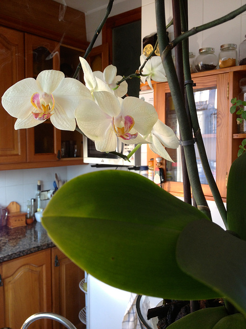 orquídea casolana 4