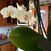 orquídea casolana 4