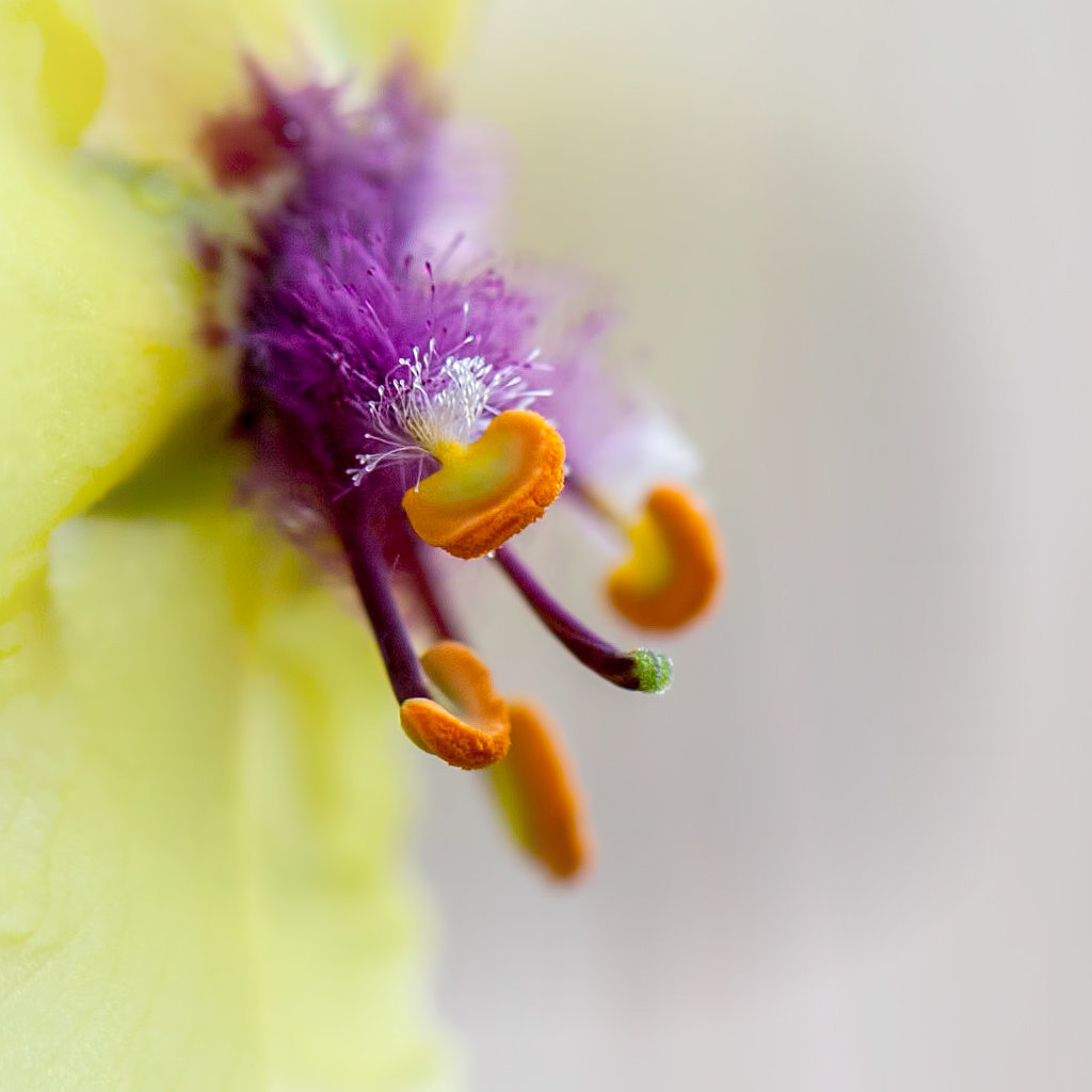 Lovely Moth Mullein Pistils (Please see the inset images too!!)