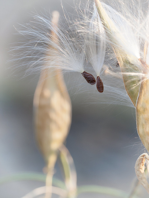 Pair of Milkweed Seeds