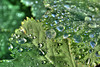 BELFORT: Goutte d'eau sur une feuille.