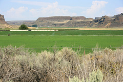 Irrigated farmland, Moses Coulee, Washington state, USA