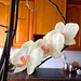 orquídea casolana 3