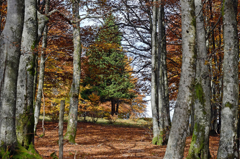 BALLON D'ALSACE: Couleurs d'automne 06.