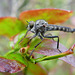 Robber fly