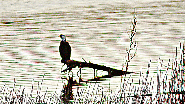 Shag on branch