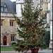 Magdalen Christmas Tree