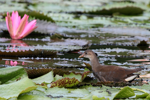 Junges Teichhuhn (Wilhelma)