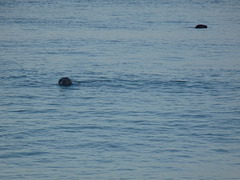 sea lions