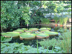 tropical water garden