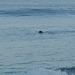 sea lion