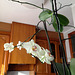 orquídea casolana 1
