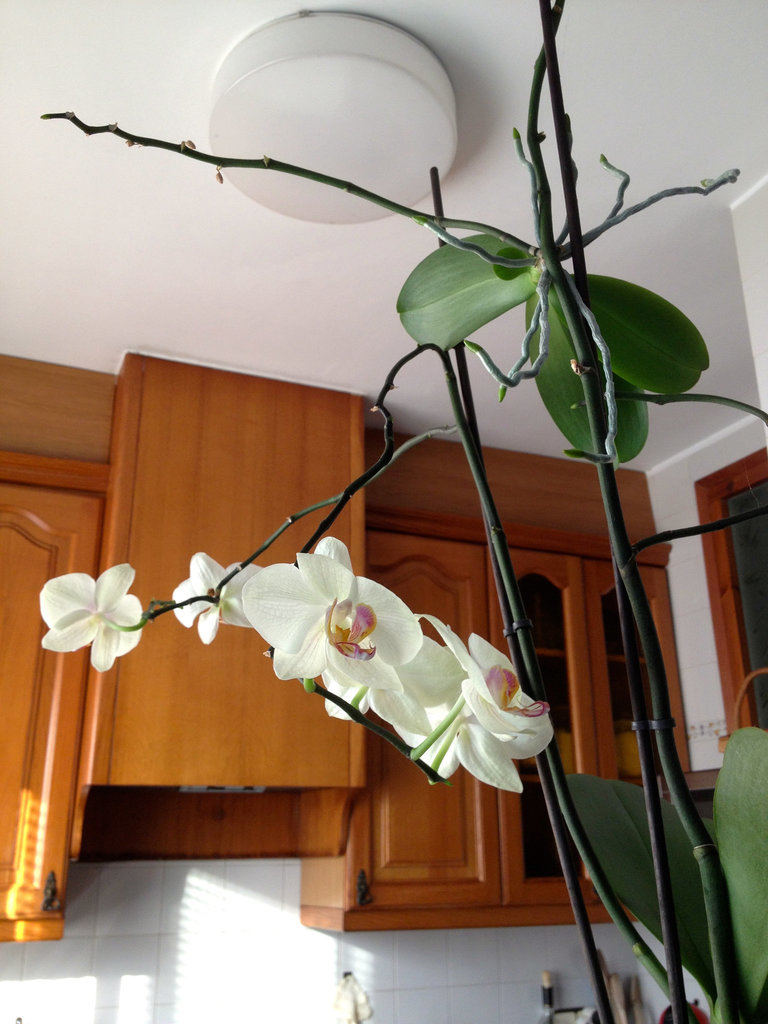 orquídea casolana 1
