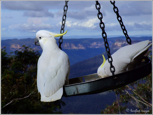 cockatoo swing