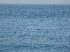 sea lions