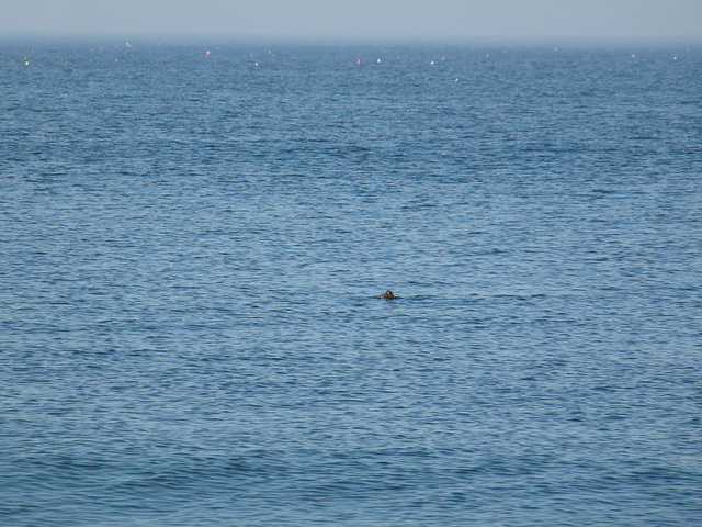 sea lions