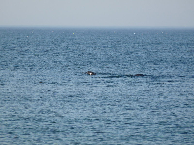 sea lions