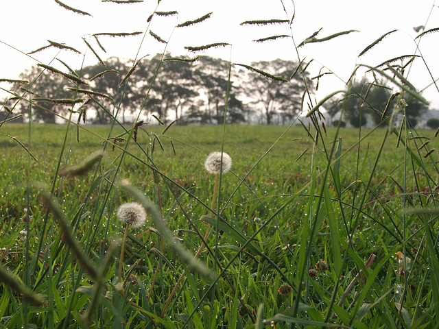 Dandelion in morning dew