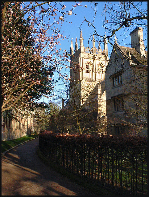 winter blossom in Merton Walk