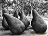 g.baldessin, pears - canberra