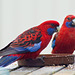 Crimson Rosella pair