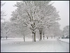 trees in the snow