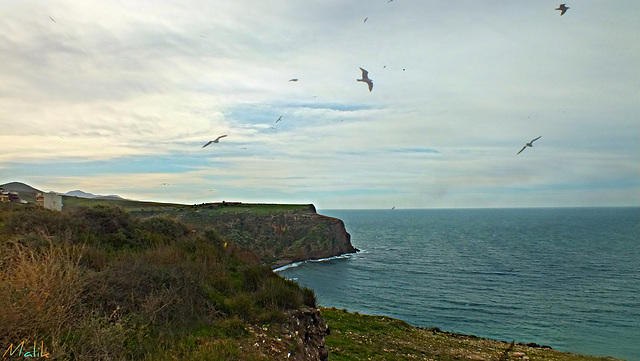 Falaise de Ghazaouet (ex Nemours)