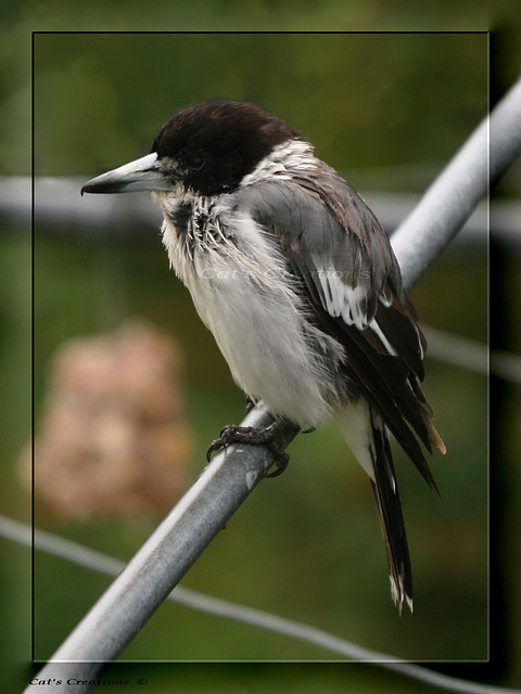 Butcher Bird