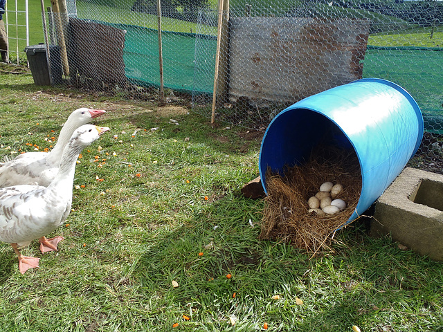 our Pilgrim geese are laying eggs!