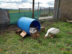 our Pilgrim geese are laying eggs!