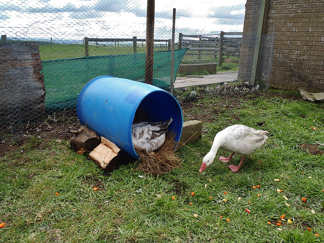 our Pilgrim geese are laying eggs!