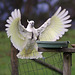 White cockatoo arrival