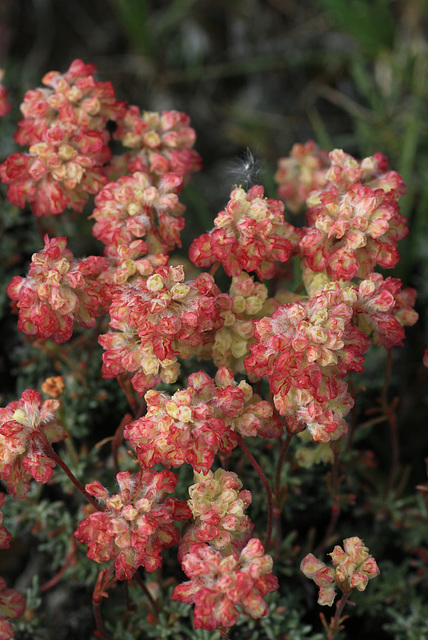 Douglas' Buckwheat